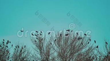 鸟儿啼叫生活方式蓝天秋天从树上起飞。 一群乌鸦，黑鸟，干树。 鸟鸟